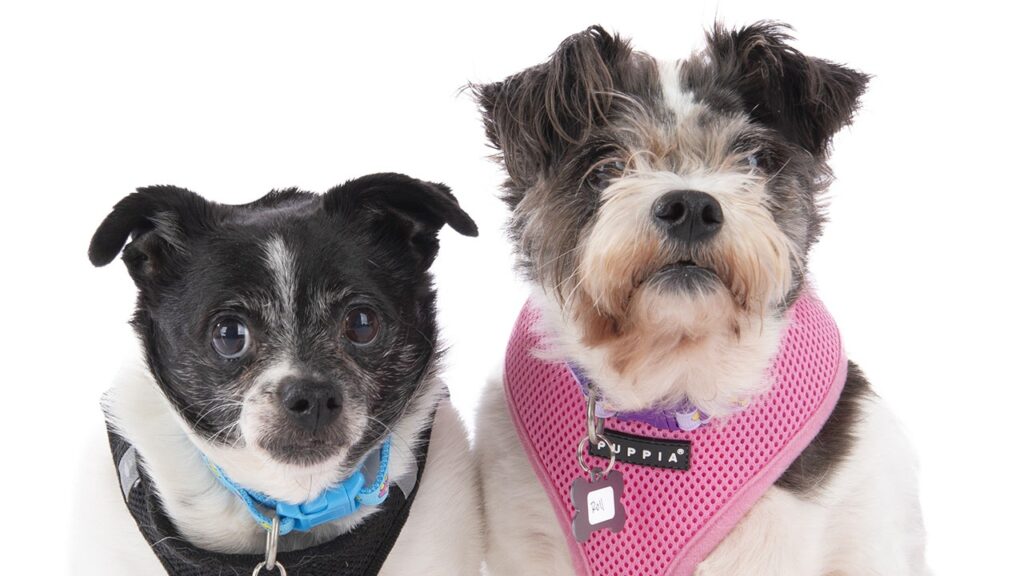 California Senior Dogs are Up for Adoption: Meet Rock and Roll