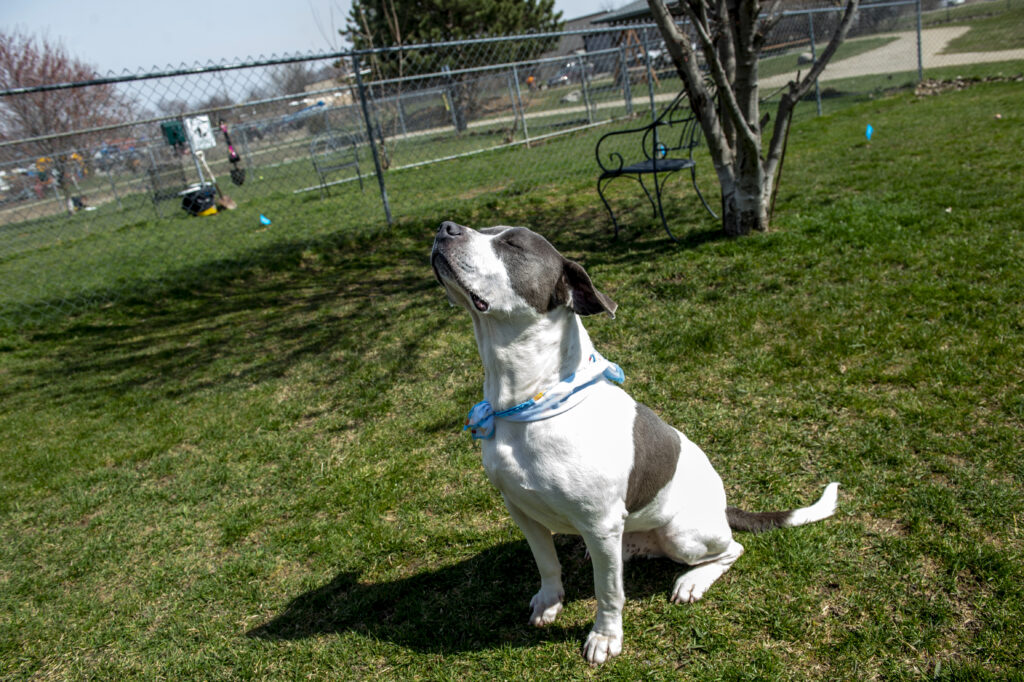 Meet the dog left waiting for a forever home for two years at a Michigan shelter