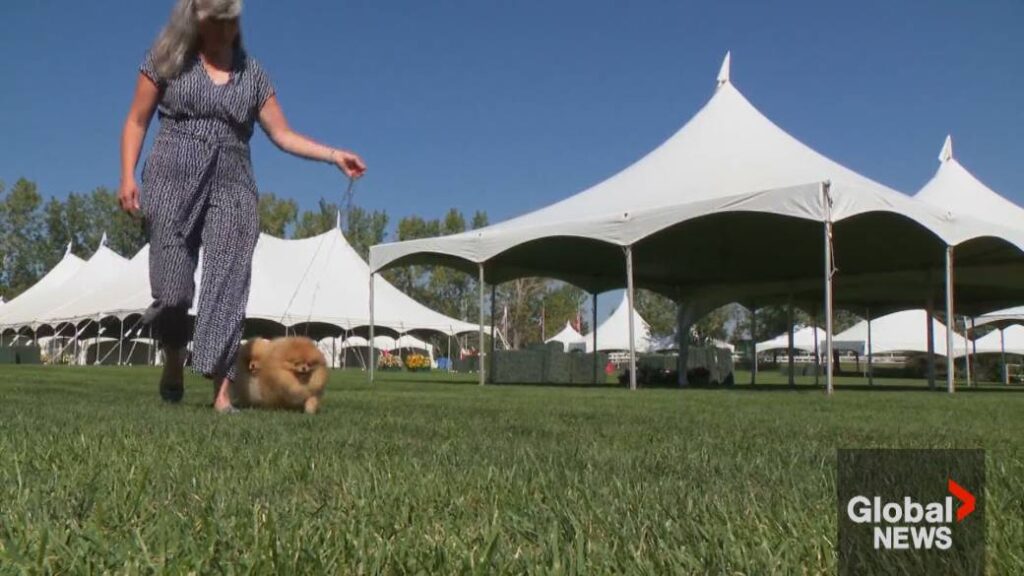 Summer Classic Dog Show at Spruce Meadows